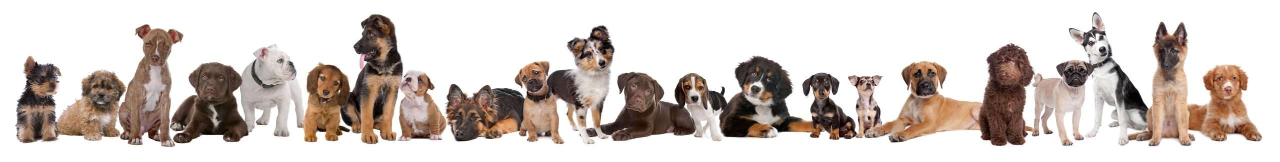 Dog training mississauga