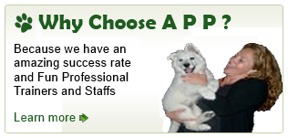 Dog training mississauga